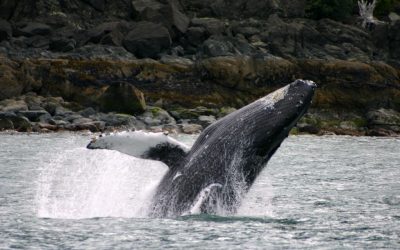 What animal has the longest arms in the world?