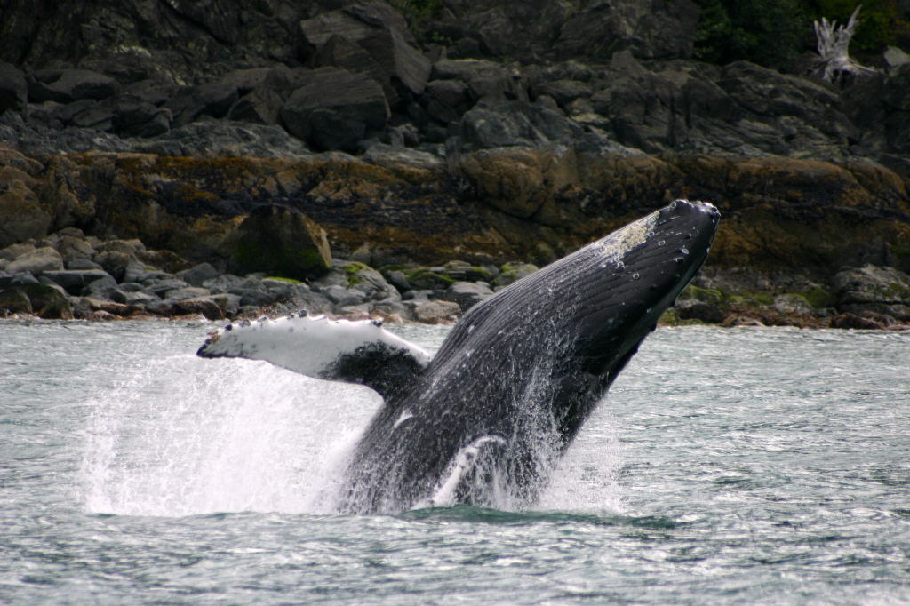 What animal has the longest arms in the world? - Fjord Express to Juneau -  1-800-320-0146