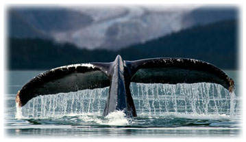 Alaska Fjordlines Whale Watching