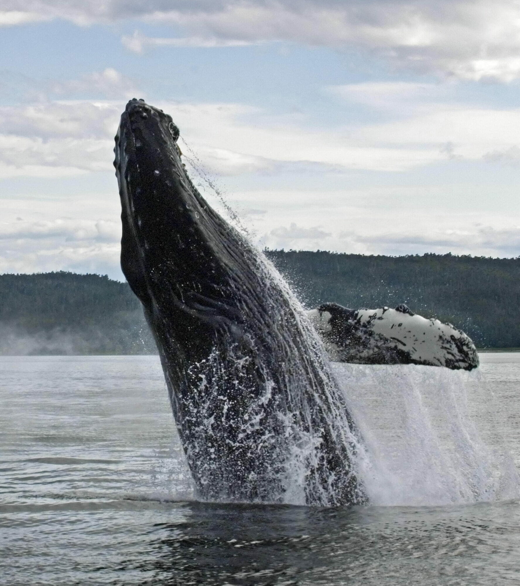 Alaska Whale Watching on the Fjord Express to Juneau trip with Alaska Fjordlines