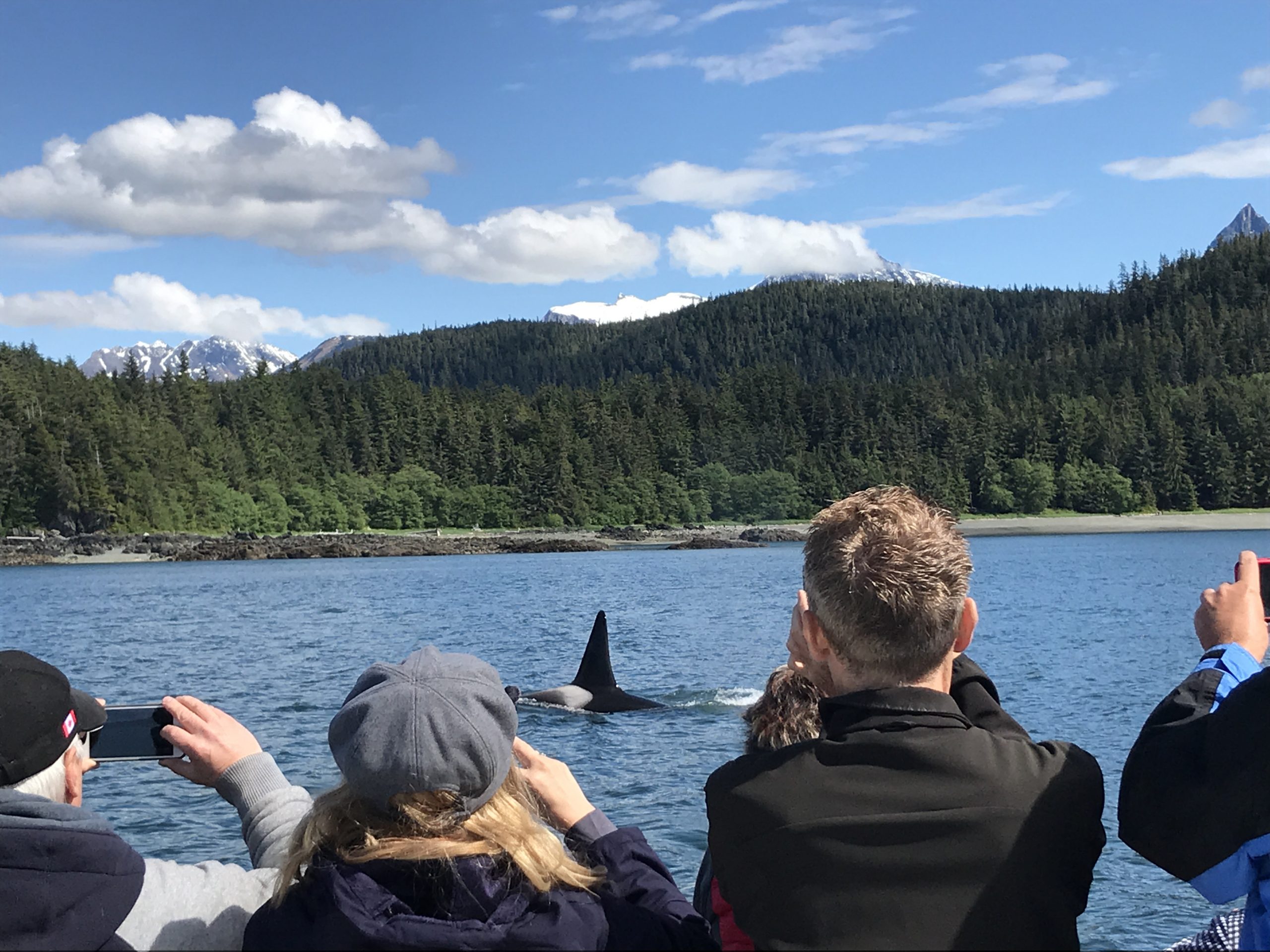 Whale watching with Alaska Fjordlines